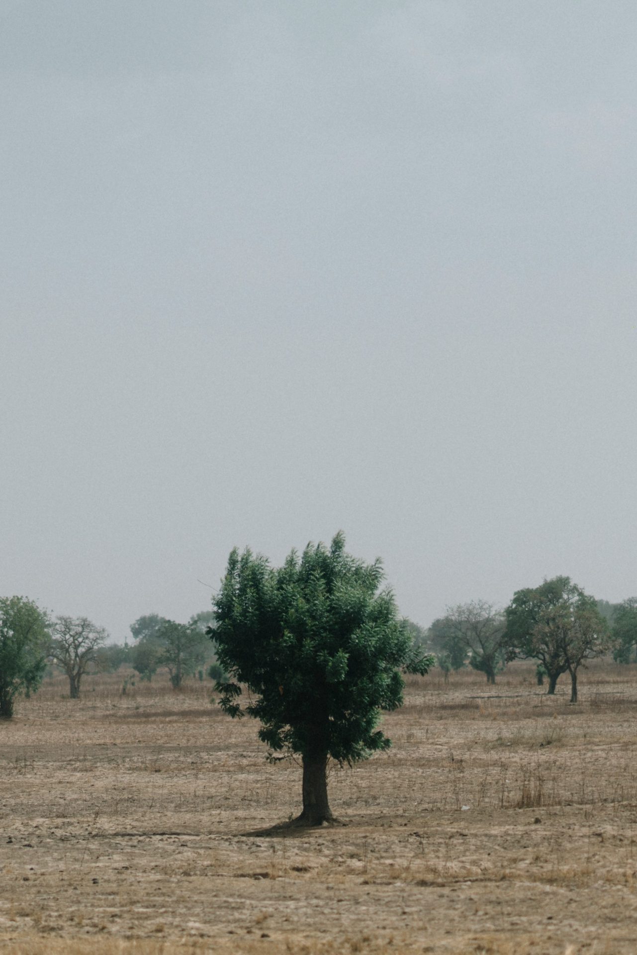 Le gao, l’arbre qui vit à l’envers