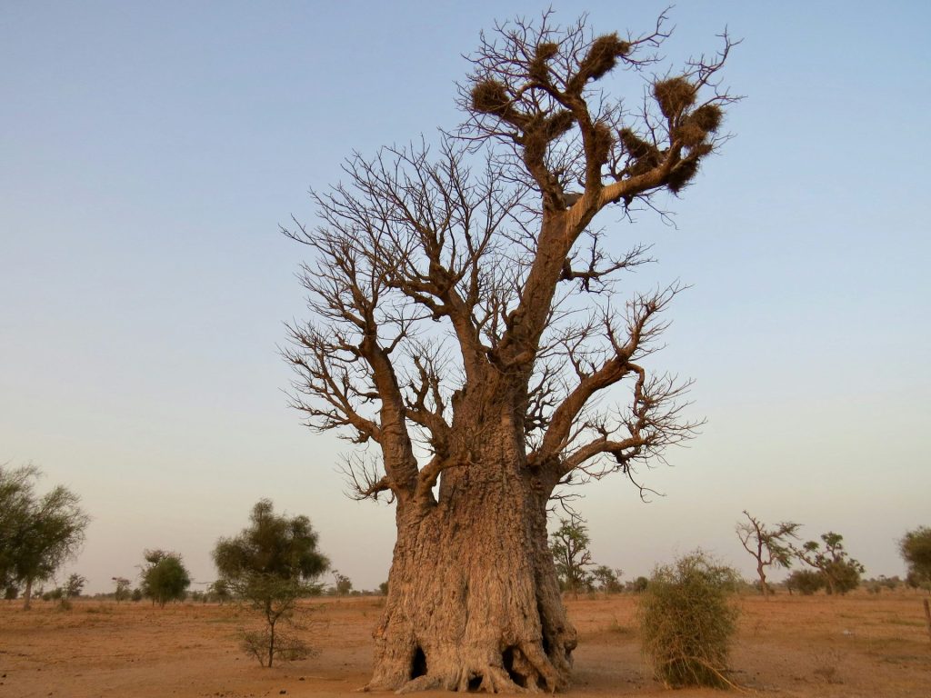 Baobab centenaire dans un paysage sahélien