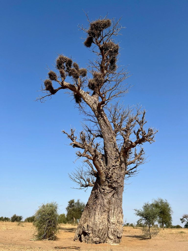 Baobab sous un ciel bleu en saison sèche