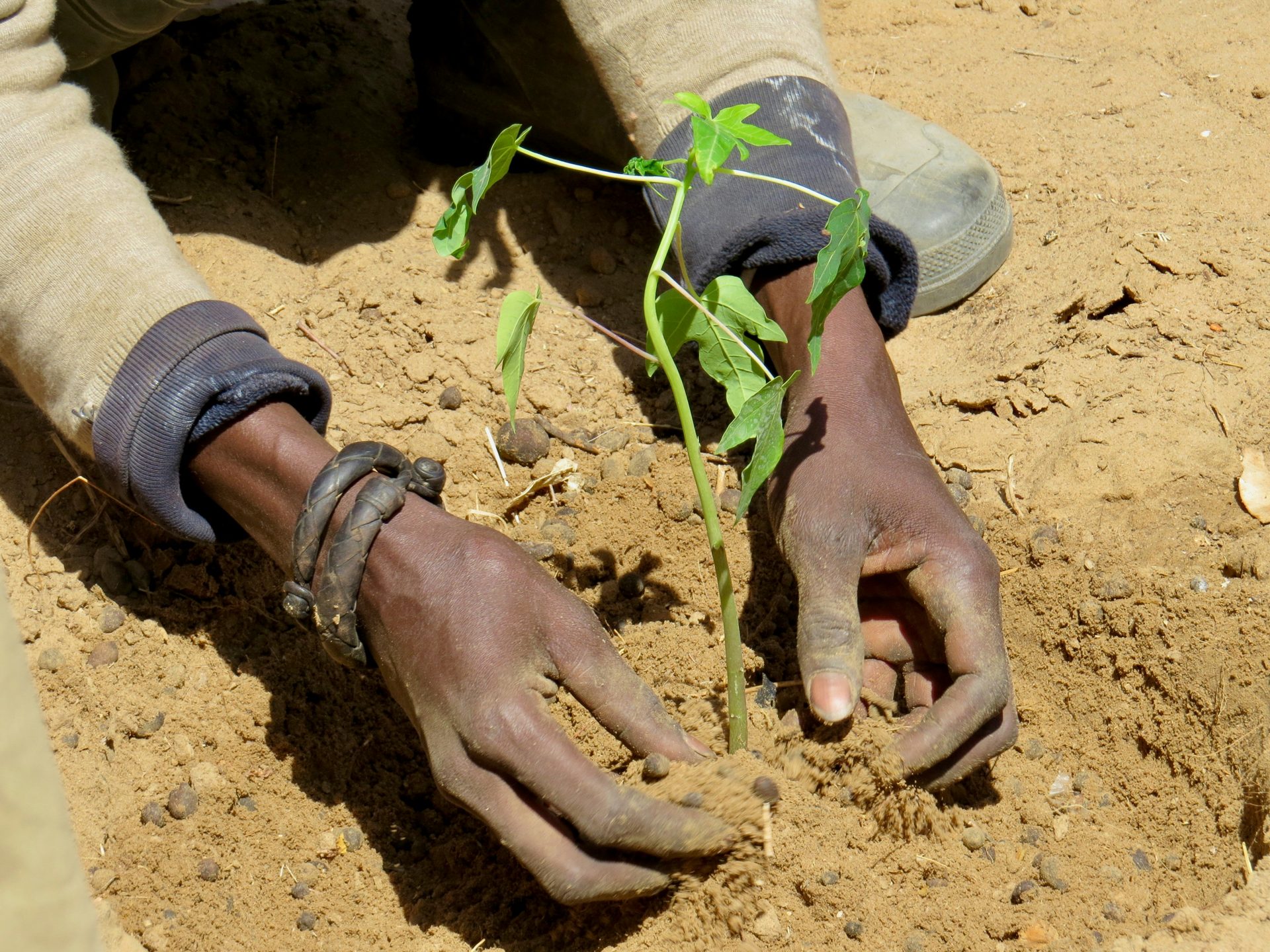 Mains qui plantent un jeune arbre dans la terre sèche