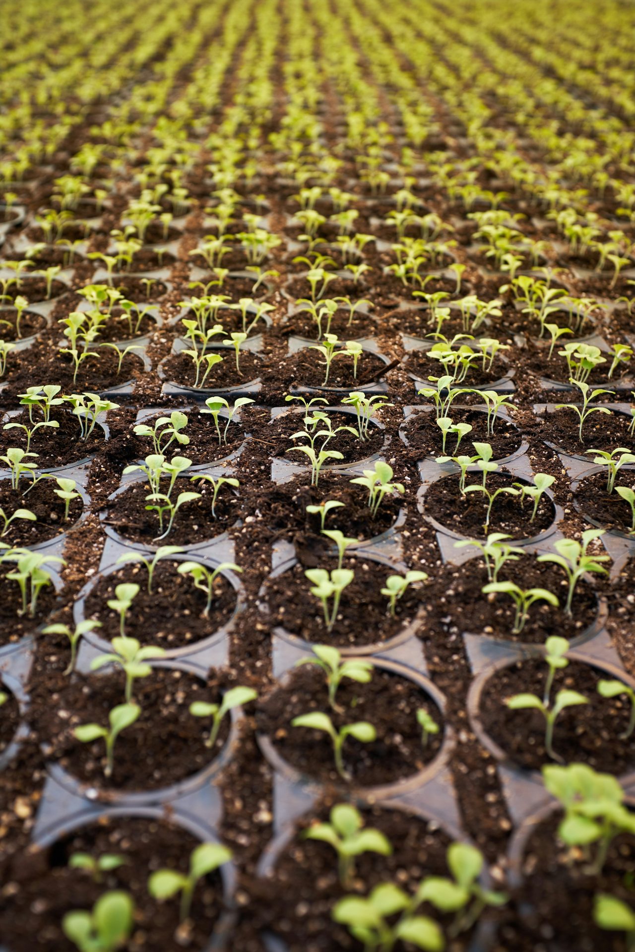 Jeunes plants alignés en pépinière
