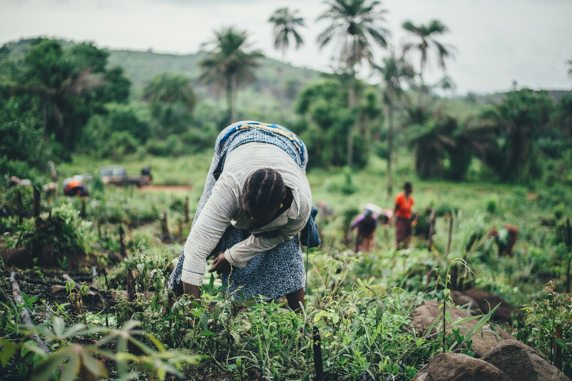 Femme plantant dans un champ, avec d'autres habitants en arrière-plan