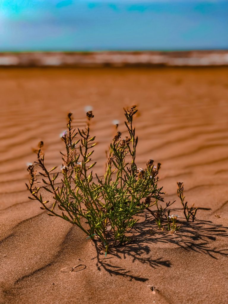 Jeune plante poussant dans le sable